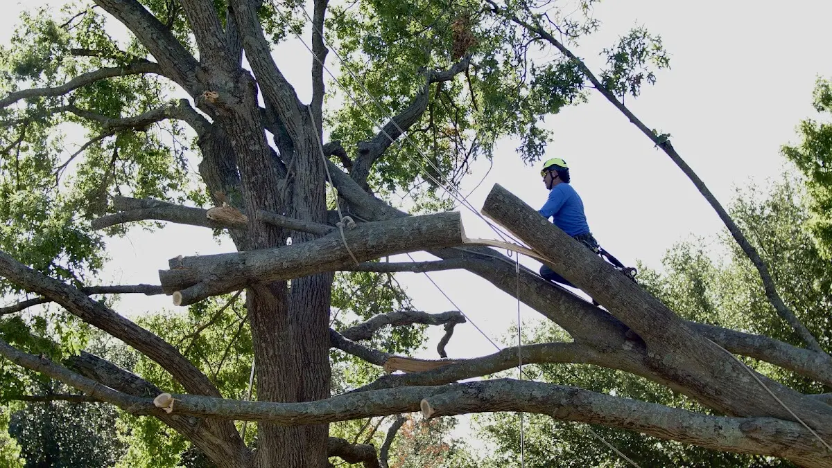 Professional Crown Thinning performed by certified arborists in Hartwick